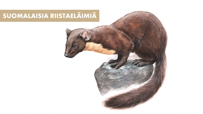 suomalaisia-riistael-imi-n-t
